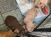 Rope french bull dog puppies