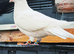 Pigeon Afghan pure white German female rare eyes and Lahore