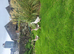 Geese for sale
