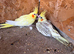 Mixed cockatiels for sale
