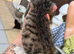 Mix breed tortoise shell kitten