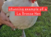 La Bresse - Only hatching eggs