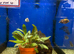 Juvenile Orange Blotch Peacock Hap (Aulono