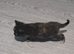 9 kittens