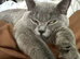 BSH girls from champion Russian bloodlines available for loving pet homes only! !