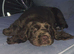 Clumber spaniel puppy