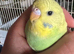 2 hand tame baby budgies