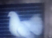 Fantails