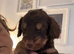 6 beautiful puppies