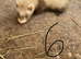 Ferret kits ready 5th July