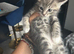 Ragdoll Cross