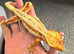 crested gecko