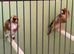 2025 proven pair bbc rings steady birds