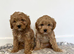 Miniature Cavapoo puppies