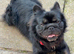 Male frenchie
