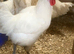 Hatch to order La Bresse Gauloise chicks