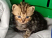 Maine coon x Ragdoll kittens Available now!