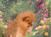 Pretty Pom Puppies READY TO LEAVE