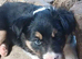Border Collie puppies ISDS