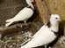 Iranian Pigeon for sale