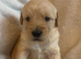 Cockador cross cavapoo
