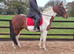 Bib 15.1hh Registered Standardbred 6 years old