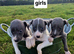 Whippet pups