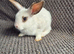Mini Lion Lop Bunnies