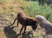 Mediterranean donkey Jack foal