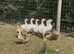 Embden goslings for sale