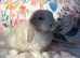 Baby mini lops