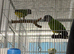 Breeding pair Senegal Glasgow