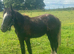 Yearling filly to make 14.2