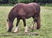 Stunning San Cler Silver dapple filly!