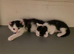 Black and white and pure black kittens ready on 29th of August
