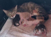 Cute tabby kitten