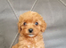 Cavapoo puppies