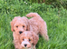 Cavachon x toy poodle puppies