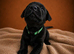 Exceptional Labrador retriever puppies