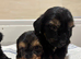 Miniature long hair dachshund puppies