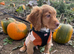Puppy Cocker Spaniel