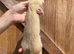 3 Jill ferrets 3 years old