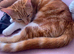 Female ginger tabby kitten with everything you need