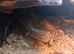 Leopard gecko boy and girl
