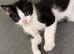 Kittens 5 Available