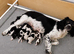 OFTAW sired ESS pups