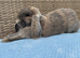 Two litters Giant pure bred French lop rabbits