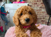 Maltipoo & Cockapoo
