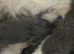 Mink ragdoll kittens born on the 10/07/26