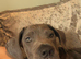 Blue cane corso